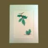 Holly With Berries Limited Edition Botanical Christmas Giclee Print